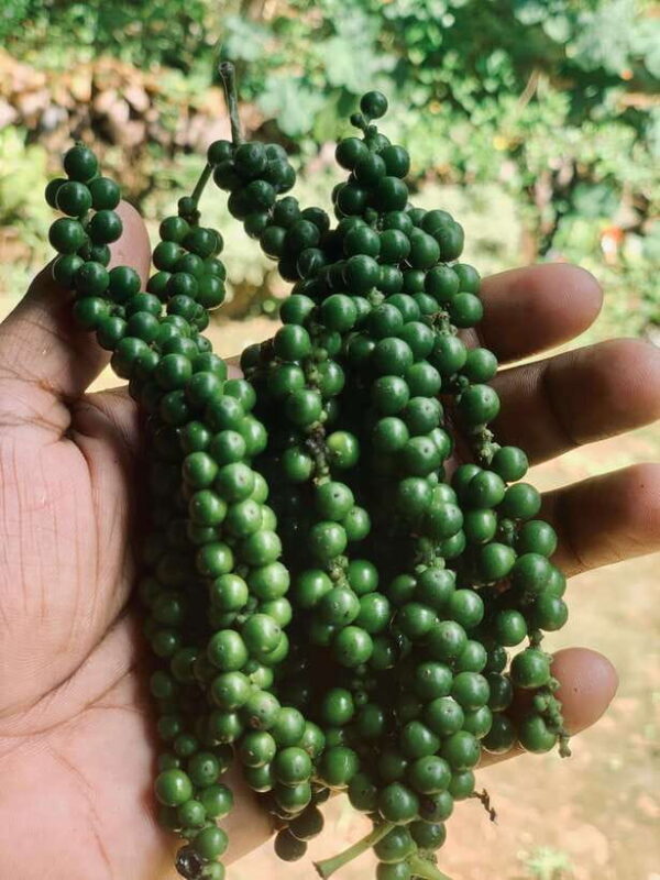 Sri Lanka: Ceylon Cinnamon Experience & Spice Garden Tour - The Sum Up