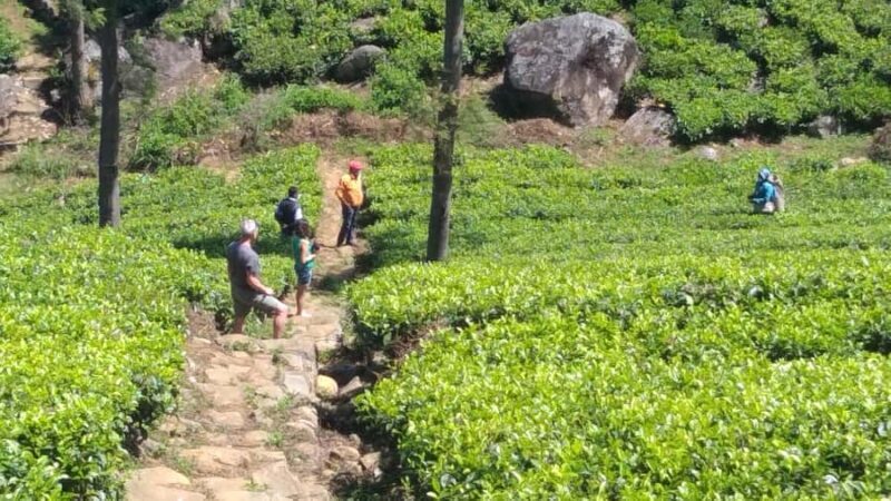 Sri Lanka: Ceylon Royal Tea Trails Trekking Tour - Good To Know