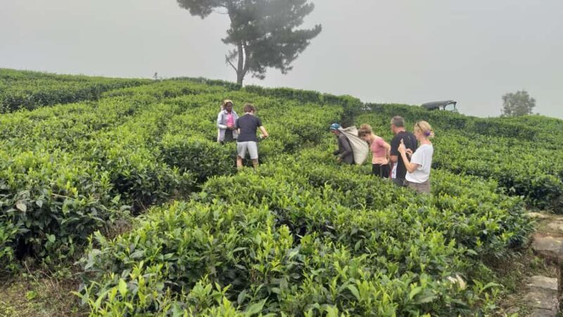 Sri Lanka: Ceylon Royal Tea Trails Trekking Tour - The Sum Up