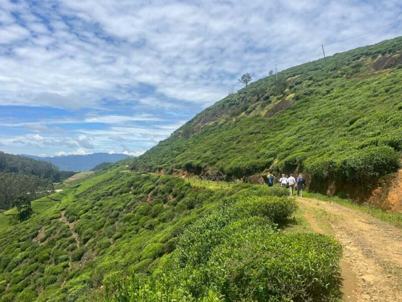 Sri Lanka: Ceylon Royal Tea Trails Trekking Tour - Good To Know
