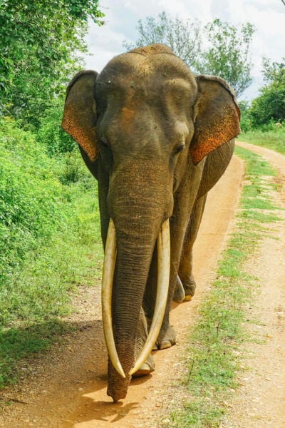 Sri Lanka Cultural Triangle Full Circle 3-Day Tour - Frequently Asked Questions