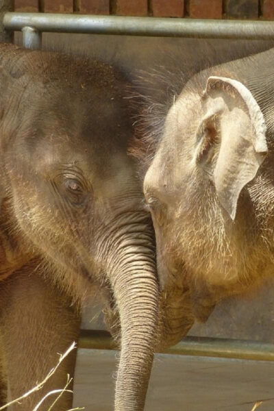 Sri Lanka Cultural Triangle, Hill Country and Aborigines - Frequently Asked Questions