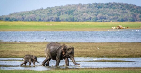 Sri Lanka Cultural Triangle With Hill-Country 4-Day Tour - Highlights of Day 4