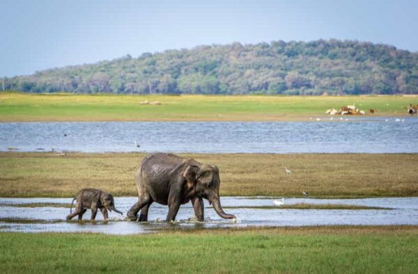 Sri Lanka Cultural Triangle With Hill-Country 4-Day Tour - Frequently Asked Questions