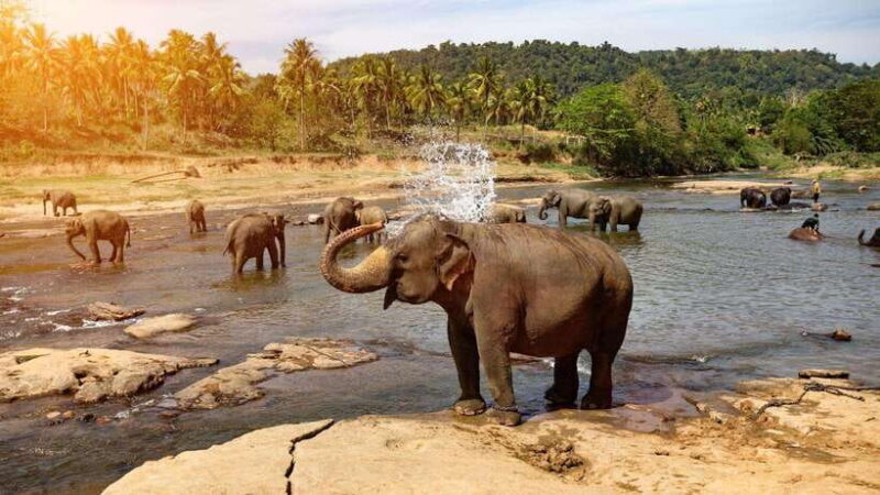Sri Lanka : Day Tour to Pinnawala Elephant Orphanage & Zoo - Good To Know