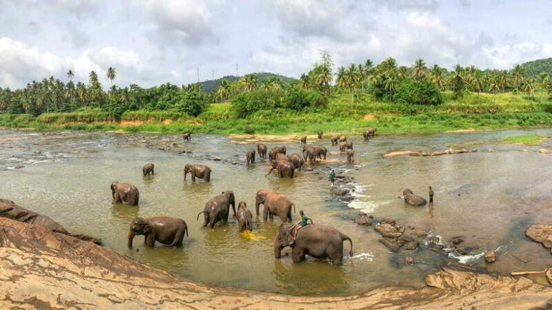Sri Lanka : Day Tour to Pinnawala Elephant Orphanage & Zoo - Practical Details and Tips for Visitors