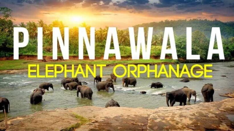 Sri Lanka : Day Tour to Pinnawala Elephant Orphanage & Zoo - Duration and Pacing