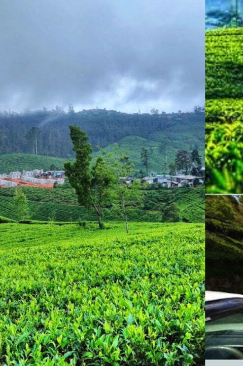 Sri Lanka: Discovery Tour to South Coast to Culture Capital - Detailed Itinerary