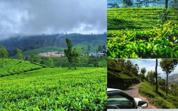 Sri Lanka: Discovery Tour to South Coast to Culture Capital - Language Options
