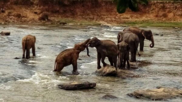 Sri Lanka: Discovery Tour to South Coast to Culture Capital - Frequently Asked Questions