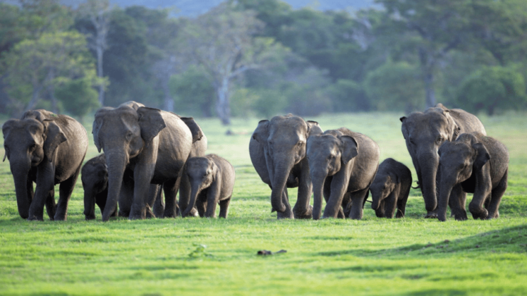 Sri Lanka E-Travels and Tours : Reliable Transport Solution - Good To Know