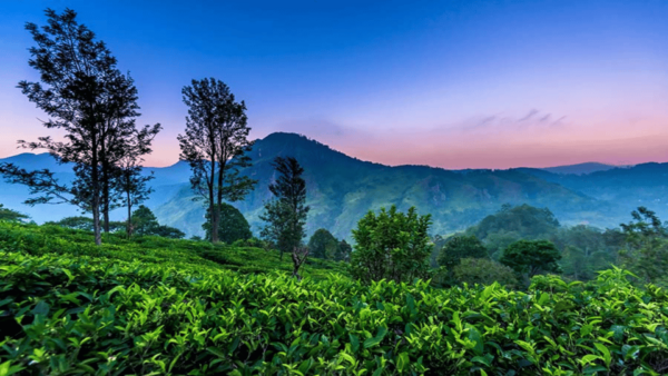 Sri Lanka E-Travels and Tours : Reliable Transport Solution - Return Journey Comfort