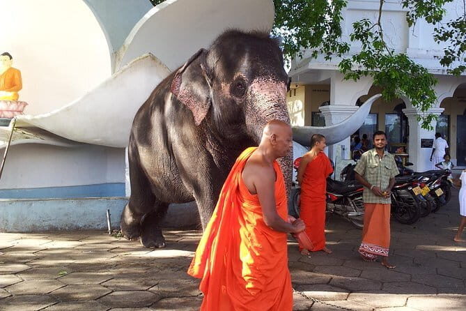 Sri Lanka Ella Private Day Tour Nine Arch & Elephant transit home - Who Will Love This Tour?