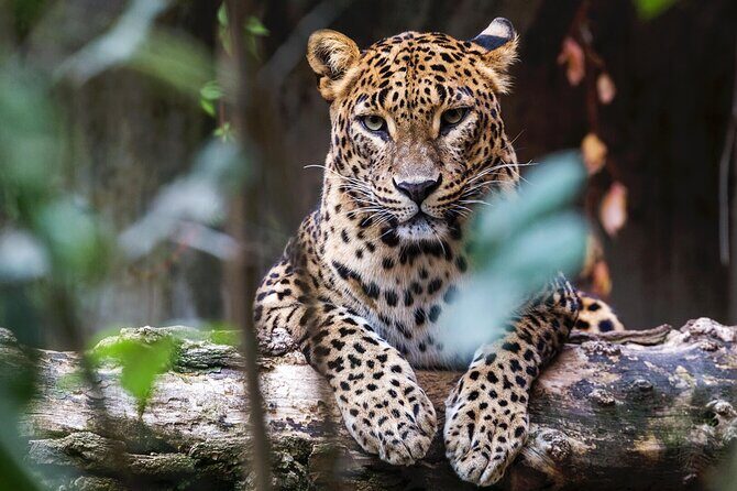 Sri Lanka Experience for 12 days-Private Basis - Frequently Asked Questions