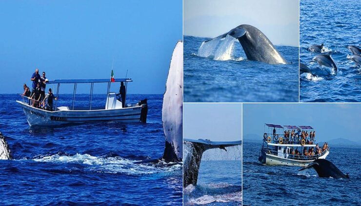 Sri Lanka: Explore the Wonders in 6 Days - Good To Know