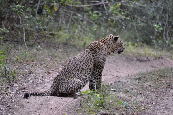 Sri Lanka Grand 10-Day Tour - Included Services