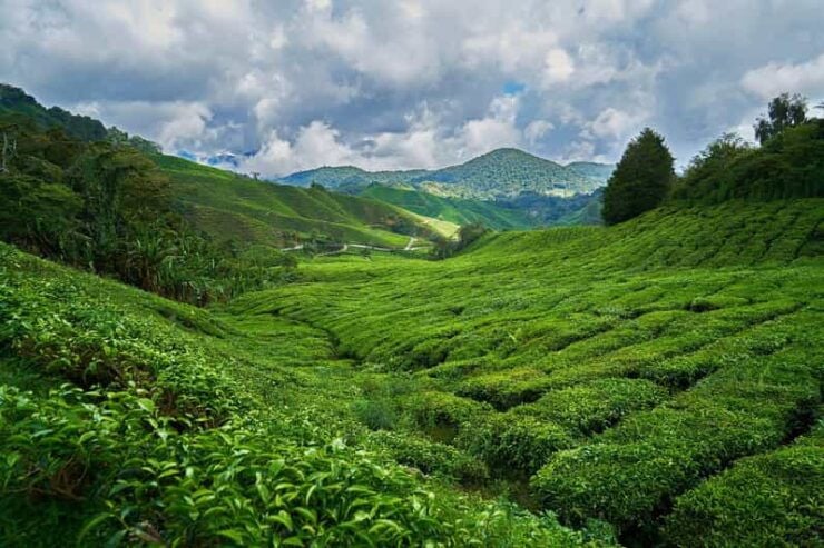 Sri Lanka: Hill Country 3-Day Tour - Day 1 Itinerary Details