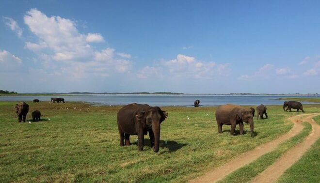 Sri Lanka Hill Country Exclusive 4-Day Tour - Day 2: Kandy to Sigiriya