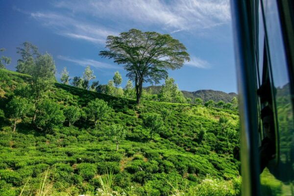 Sri Lanka Hill Country Train Trip, Kandy, Nuwara Eliya 2-Day - Common Questions