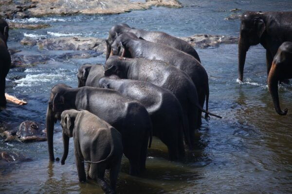 Sri Lanka Hill Country Train Trip, Kandy, Nuwara Eliya 2-Day - The Sum Up