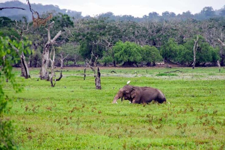 Sri Lanka Hill Country Train, Water Rafting, Jungle Safari - Day 1 Itinerary