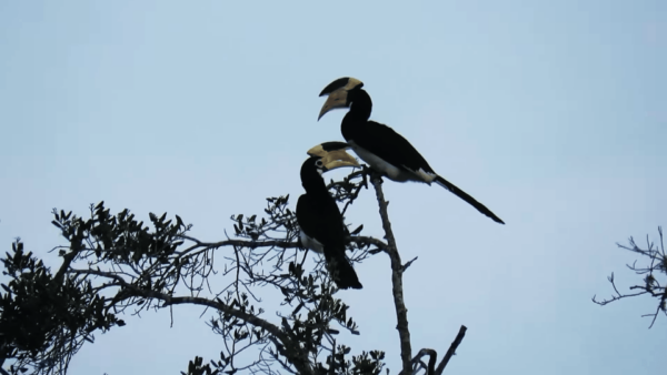 Sri Lanka Hill Country Train, Water Rafting, Jungle Safari - Udawalawe National Park Safari