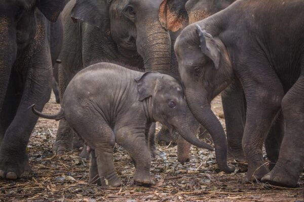 Sri Lanka Hill Country Train, Water Rafting, Jungle Safari - Accommodation and Inclusions