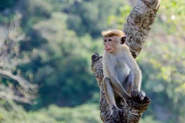Sri Lanka Hill Country Train, Water Rafting, Jungle Safari - Important Information and Tips