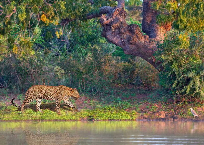 Sri Lanka: History ,Wildlife, Beaches, 7 Days Private Tour - Who Will Love This Tour?  