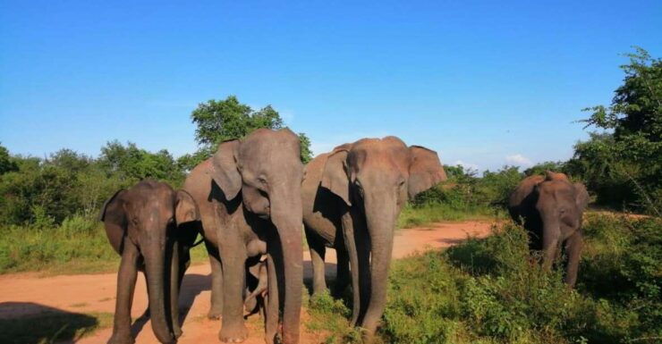 Sri Lanka Holidays With 5 Days Trekking the Pekoe Trail - Trekking the Pekoe Trail Overview