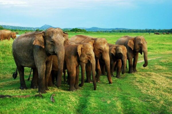 Sri Lanka in 14 Days With Private Vehicle and Guide - What to Bring