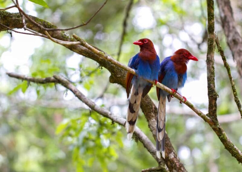 Sri Lanka jungle tour 4 days-rainforests, national parks... - Discover the Wilds of Sri Lanka: A 4-Day Jungle and Wildlife Adventure