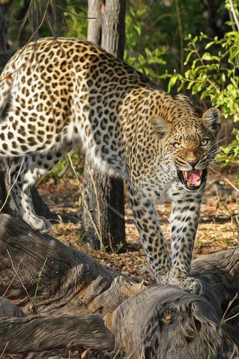 Sri Lanka Jungle Tour 4 Days-Rainforests, National Parks... - Detailed Itinerary