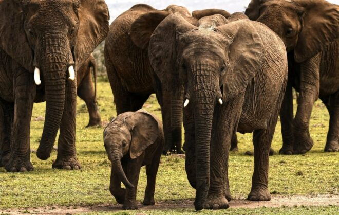 Sri Lanka Jungle Tour 4 Days-Rainforests, National Parks... - Transportation Details