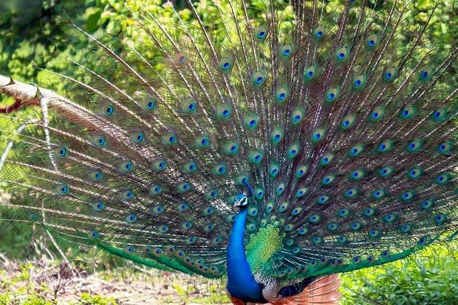 Sri Lanka Leopard Trail ( 15 N/ 16 D) - Itinerary Overview