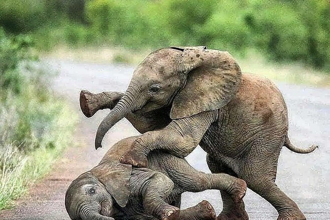 Sri Lanka Leopard Trail ( 15 N/ 16 D) - Day 8: Transfer to Nuwara Eliya