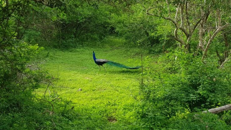 Sri Lanka Nature, Culture, History and Wildlife in 4 Days - Day 1 Itinerary: Colombo to Kandy