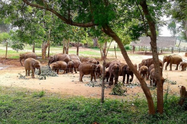 Sri Lanka Package Tour - Visa and Entry Requirements