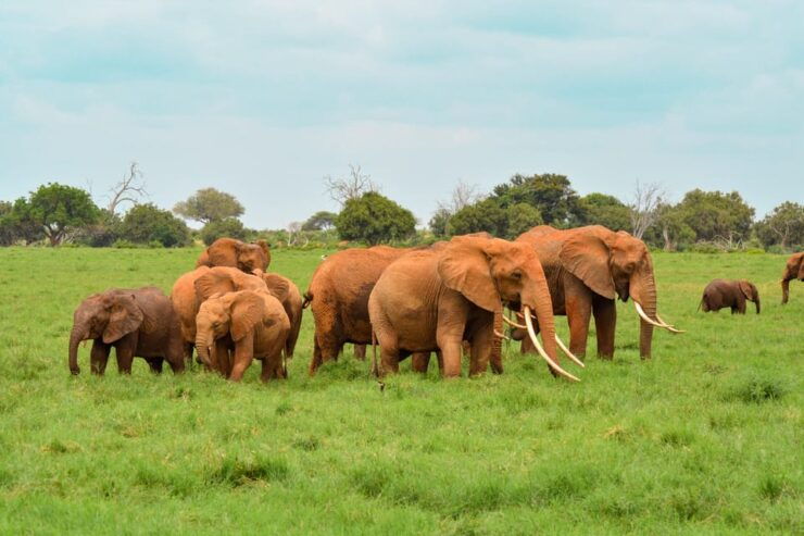 Sri Lanka: Private Cultural Triangle Tour With Hill Country - Good To Know