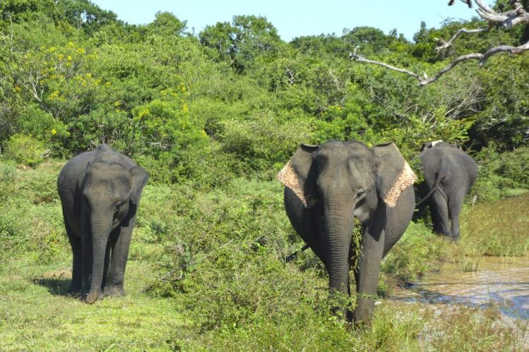 Sri Lanka: Private Cultural Triangle Tour With Hill Country - Detailed Itinerary
