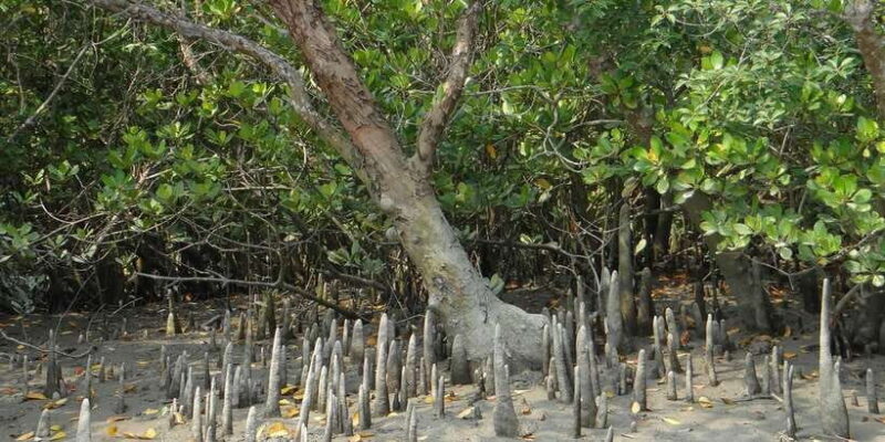 Sri Lanka Private Galle Tour: stilt fisherman, Galle Fort... - The Sum Up: Who Is This Tour Best For?