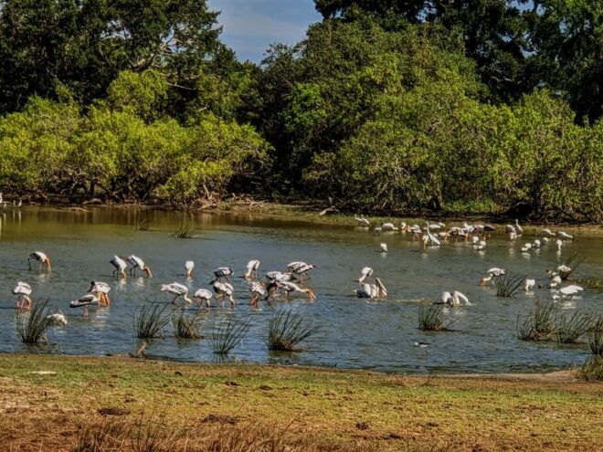 Sri Lanka: Private Multi Day Tour . 06 Days 05 Nights. - Day 03: Scenic Journey