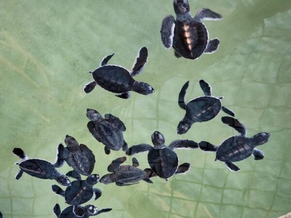 Sri Lanka: Private Multi Day Tour . 06 Days 05 Nights. - Day 05: Leisure and Wildlife