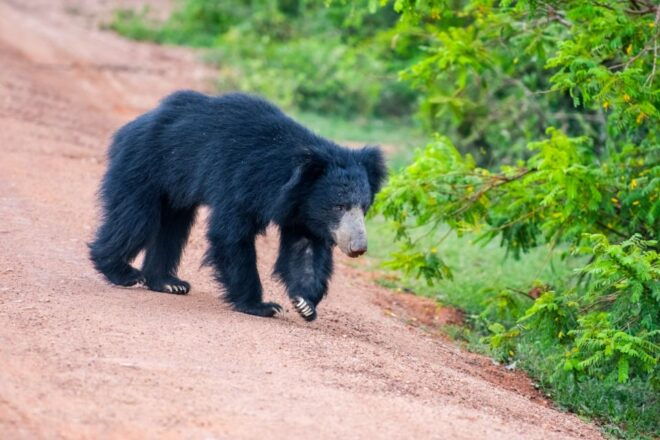 Sri Lanka: Private Yala National Park Safari Trip - Location and Biodiversity of Yala National Park