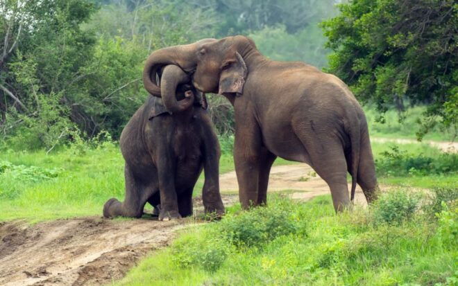Sri Lanka: Private Yala National Park Safari Trip - Additional Information for Yala Safari Participants