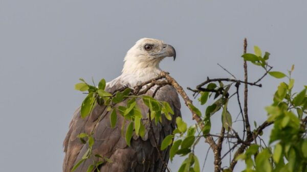 Sri Lanka: Private Yala National Park Safari Trip - Common Questions