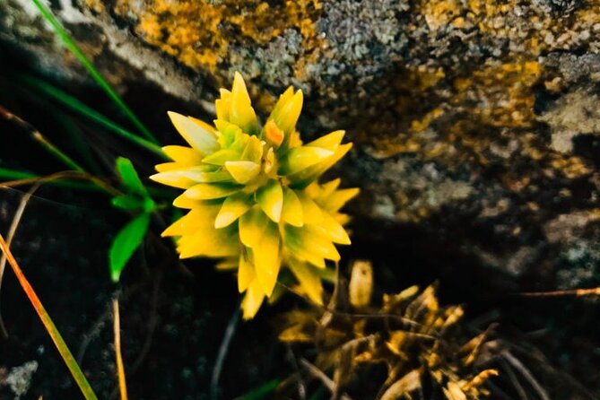 Sri Lanka Privet Tour/7 Days Chauffeur, Vehicle, Accommodations Customizable - Common Questions