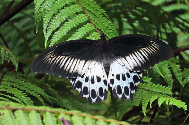 Sri Lanka : Sinharaja Rainforest Guided Trek with Pickup - Good To Know  