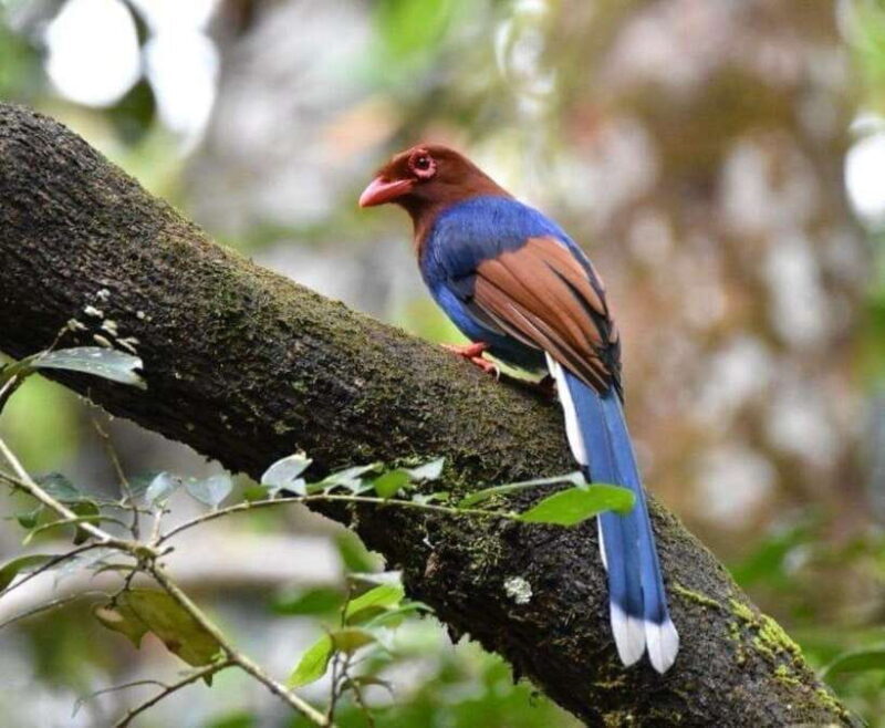 Sri Lanka : Sinharaja Rainforest Guided Trek with Pickup - Who Will Benefit Most?