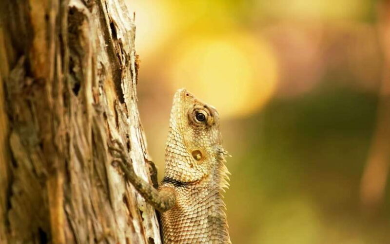 Sri Lanka: Sinharaja rainforest tour from Colombo, Bentota - The Sum Up